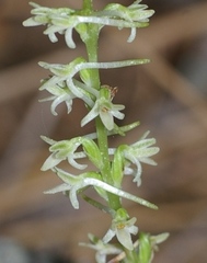 Platanthera transversa