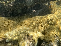 Palythoa caribaeorum