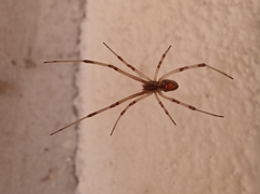 Latrodectus geometricus