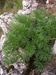 Ferula sadleriana