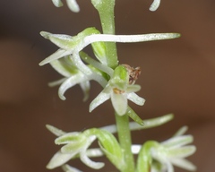 Platanthera transversa
