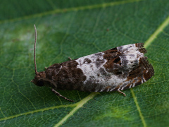 Notocelia rosaecolana