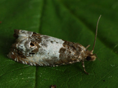 Notocelia rosaecolana