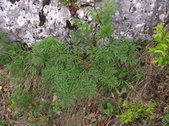 Ferula sadleriana