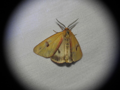 Diacrisia sannio