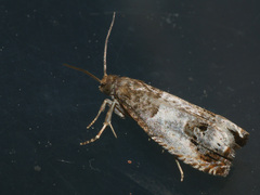 Notocelia rosaecolana