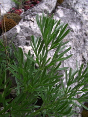 Ferula sadleriana