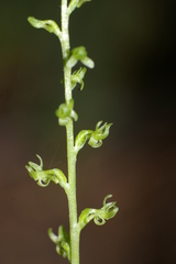 Platanthera colemanii