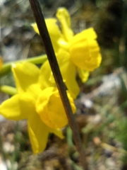 Narcissus assoanus