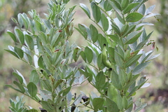 Vicia faba