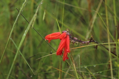 Lamourouxia multifida