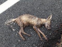 Vulpes vulpes silacea