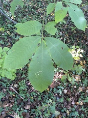 Carya tomentosa