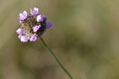 Armeria maritima elongata