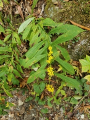 Solidago caesia