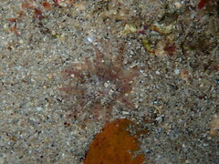 Aulactinia verrucosa