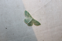 Chlorochlamys chloroleucaria