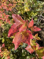 Vaccinium membranaceum