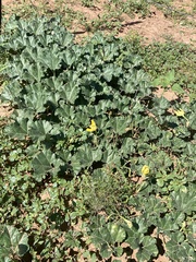 Apodanthera undulata