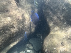 Acanthurus coeruleus