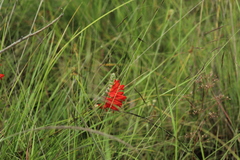 Lamourouxia multifida