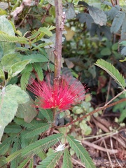 Calliandra tweediei