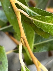 Salix lasiandra
