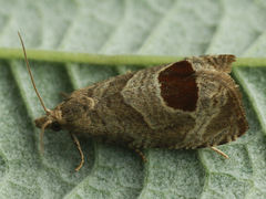 Notocelia uddmanniana