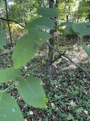 Carya tomentosa