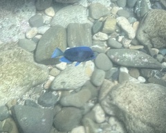 Acanthurus coeruleus