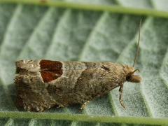 Notocelia uddmanniana