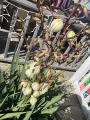 Yucca flaccida