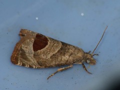 Notocelia uddmanniana