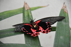 Papilio rumanzovia