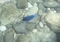 Acanthurus coeruleus
