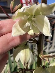 Yucca flaccida