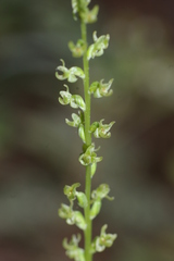 Platanthera colemanii