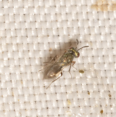 Pteromalidae