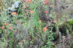 Castilleja tenuiflora