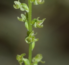 Platanthera colemanii