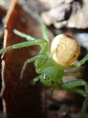 Diaea dorsata