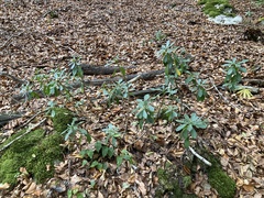 Euphorbia amygdaloides