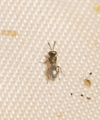 Pteromalidae