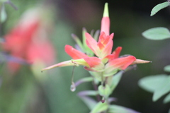 Castilleja tenuiflora