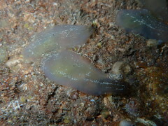 Phallusia fumigata