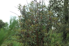 Arbutus