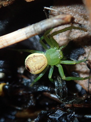 Diaea dorsata