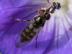 Platycheirus peltatus