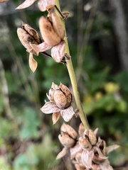 Digitalis purpurea