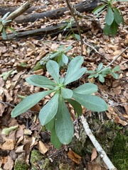 Euphorbia amygdaloides
